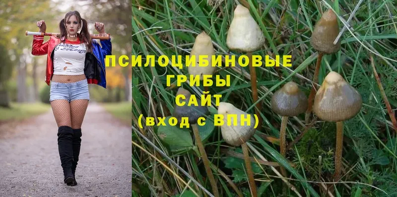 Псилоцибиновые грибы MAGIC MUSHROOMS  ОМГ ОМГ вход  Родники  магазин   